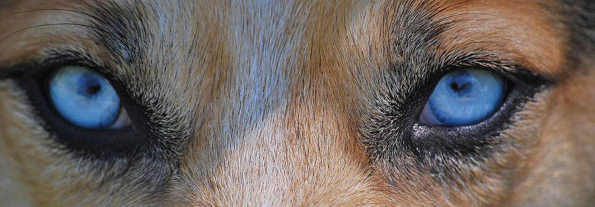 Die Augen des Hundes
