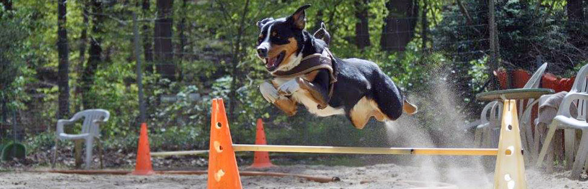 Longieren f&uuml;r Hunde