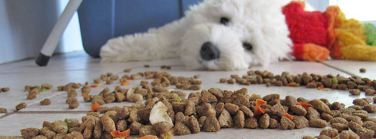 Hund mit Futter liegt am Boden