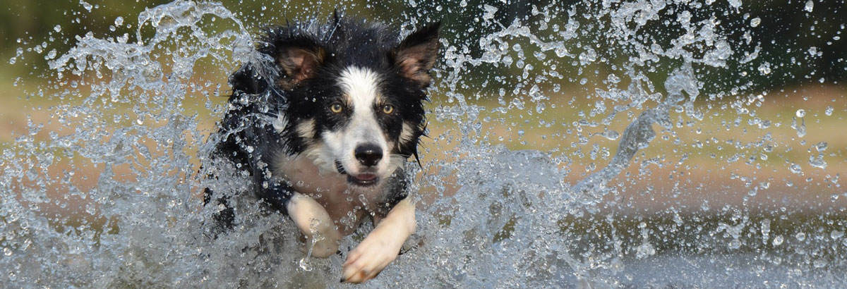 Hund rennt durchs Wasser